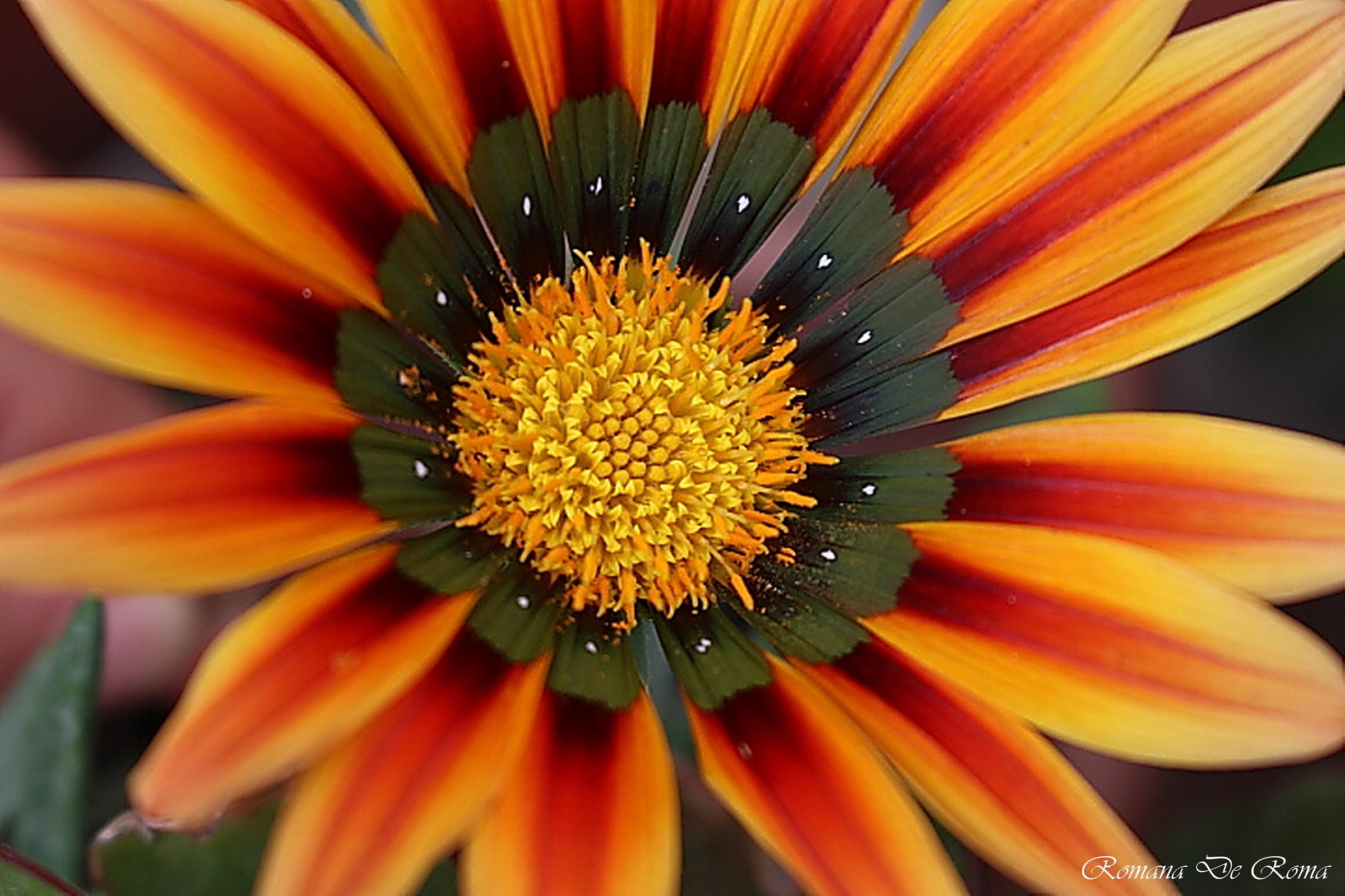 gazania romanista