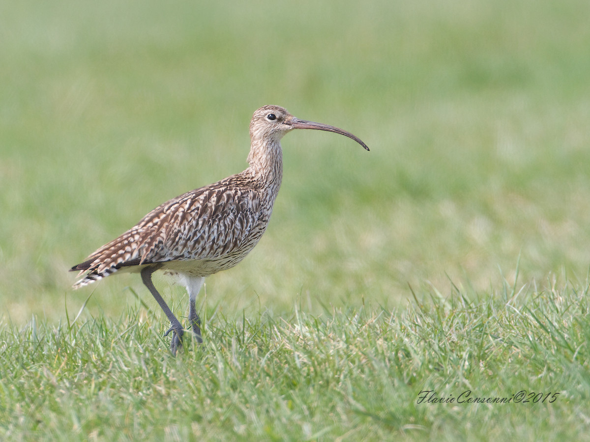 Curlew