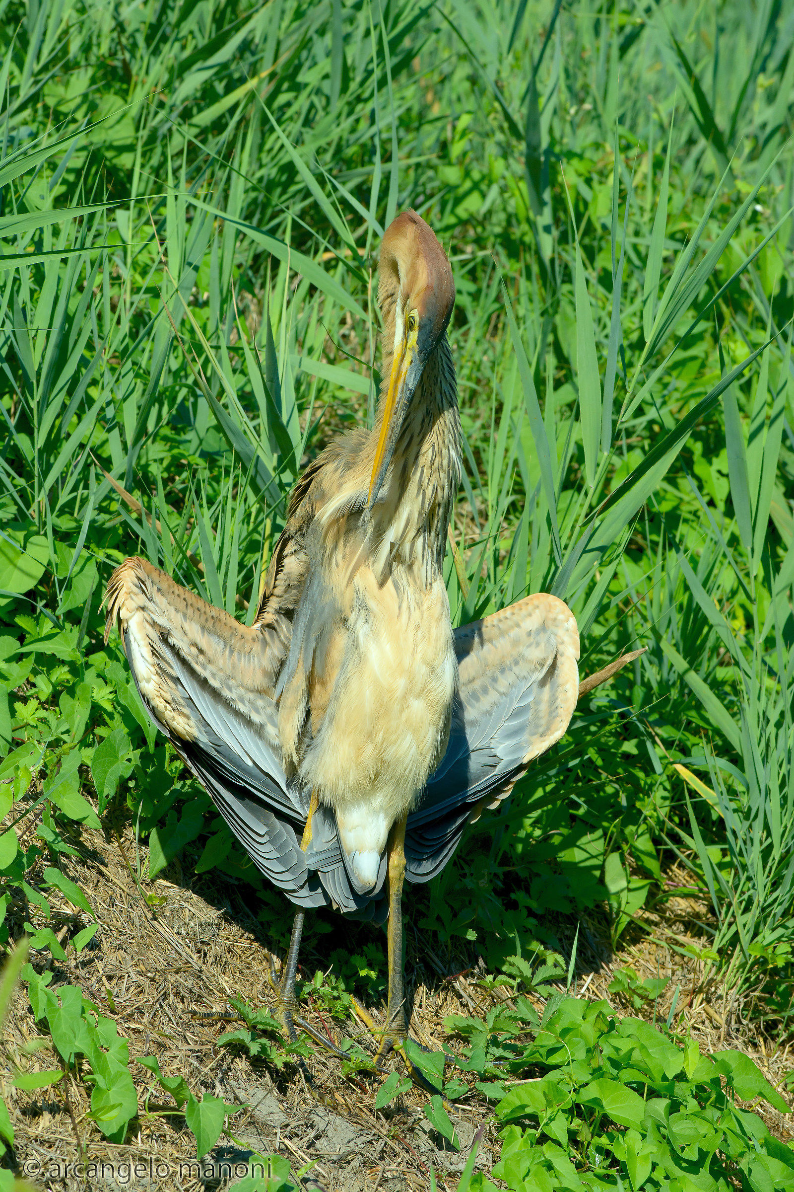 Purple Heron: solar drying + autopettinatura
