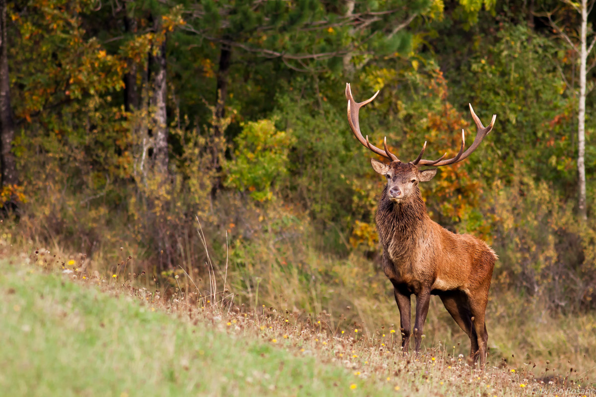 Dopo il bramito..
