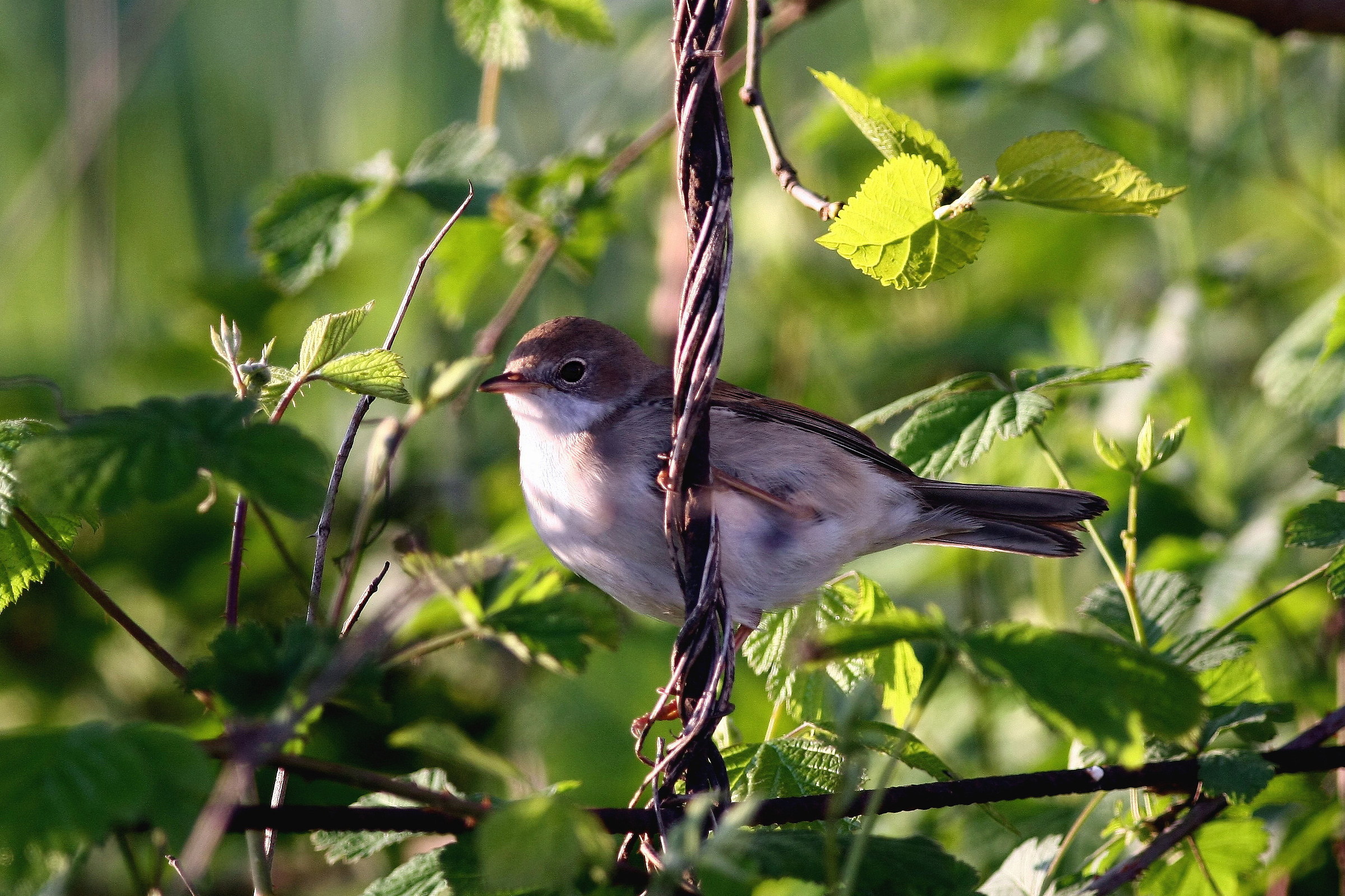 subalpine warbler or who knows what?