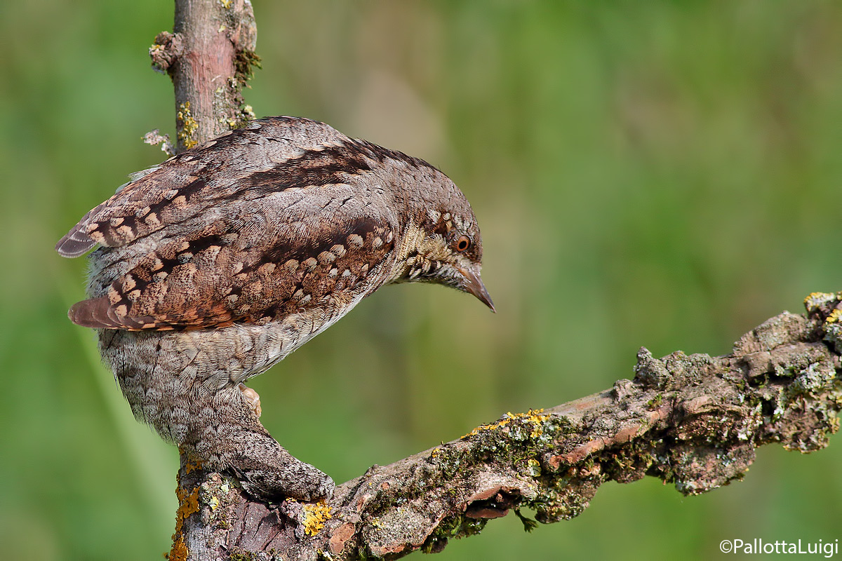 Torcicollo (Jynx torquilla)
