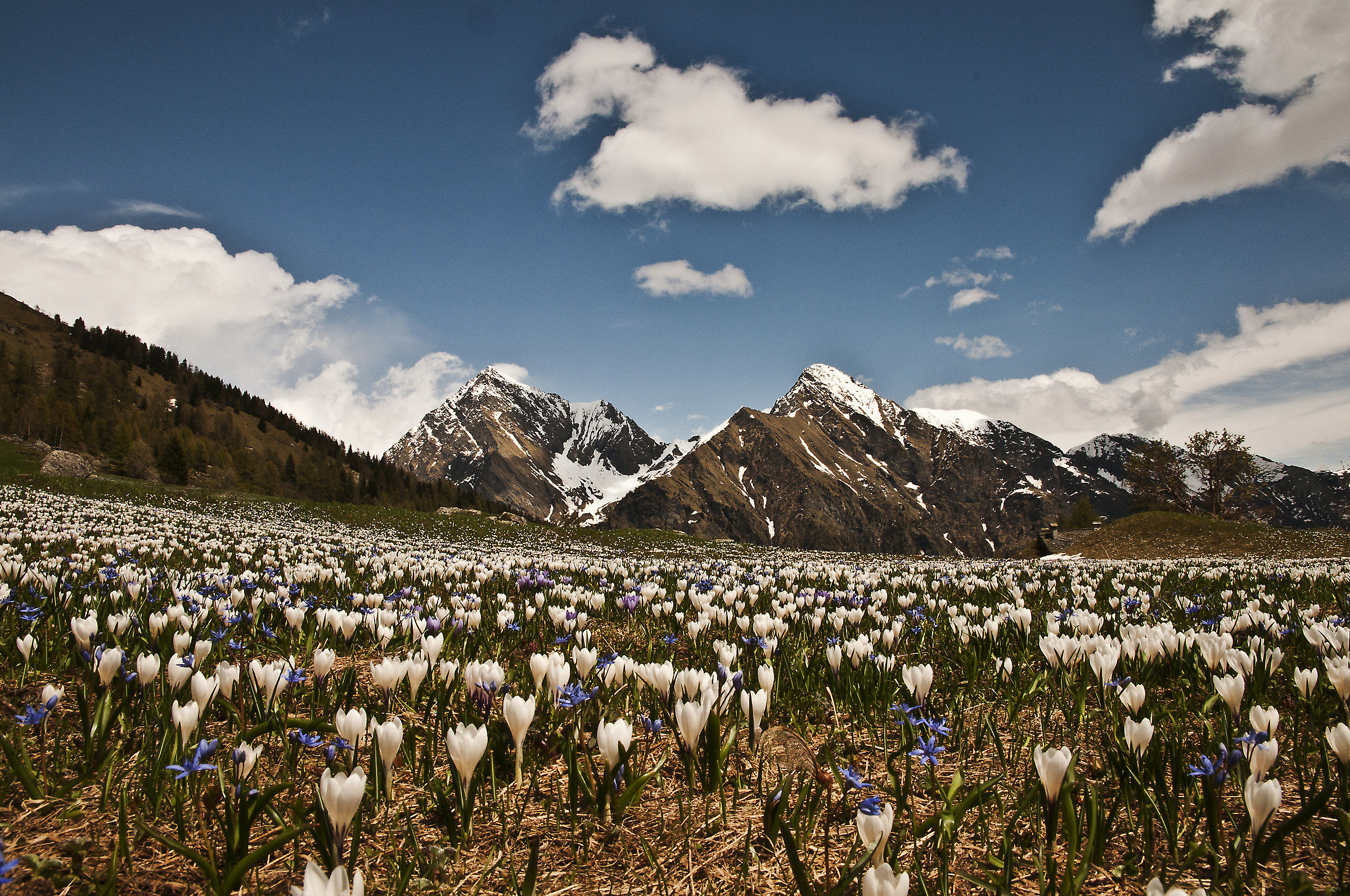 Fioritura in val d'Otro