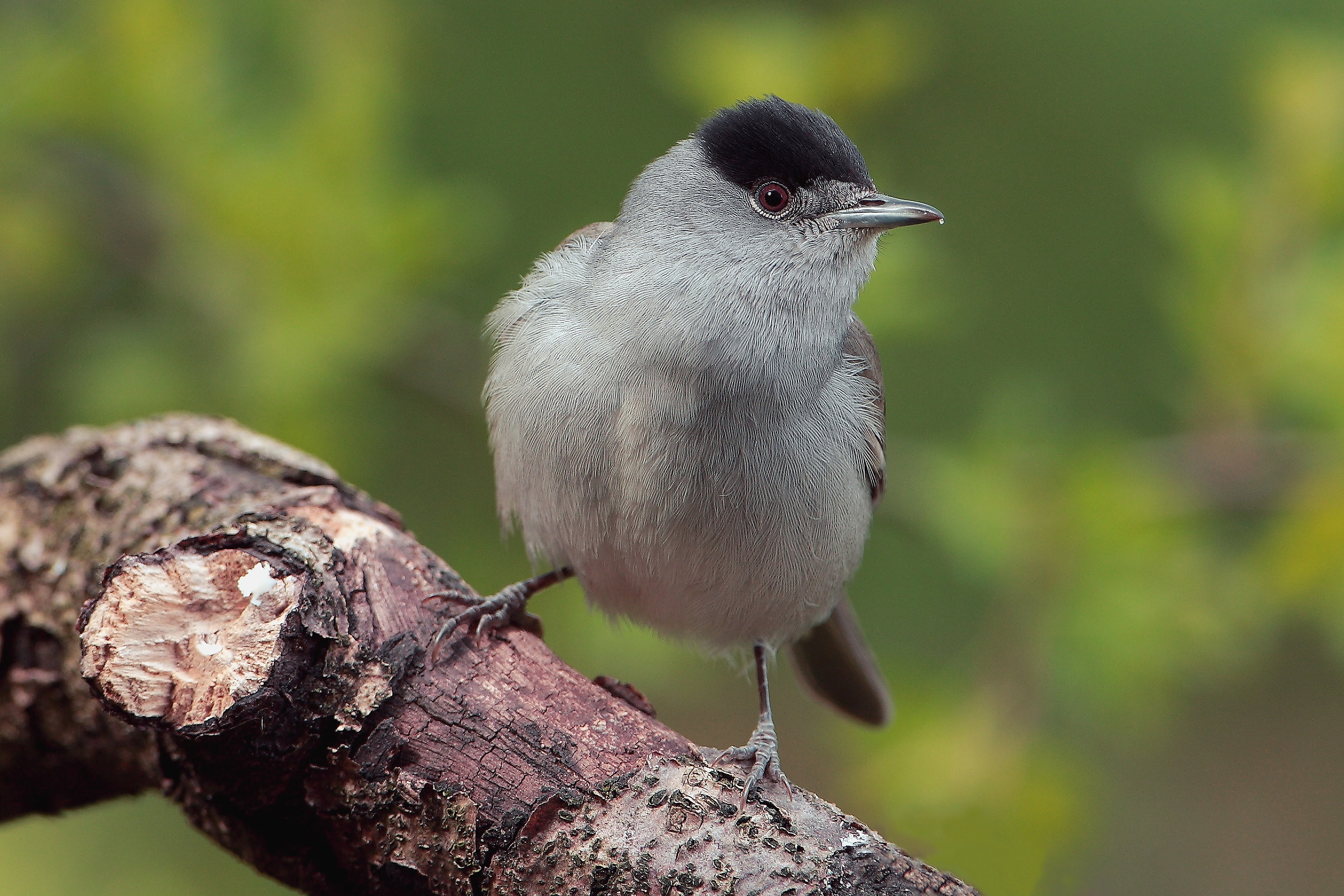 maschietto di capinera