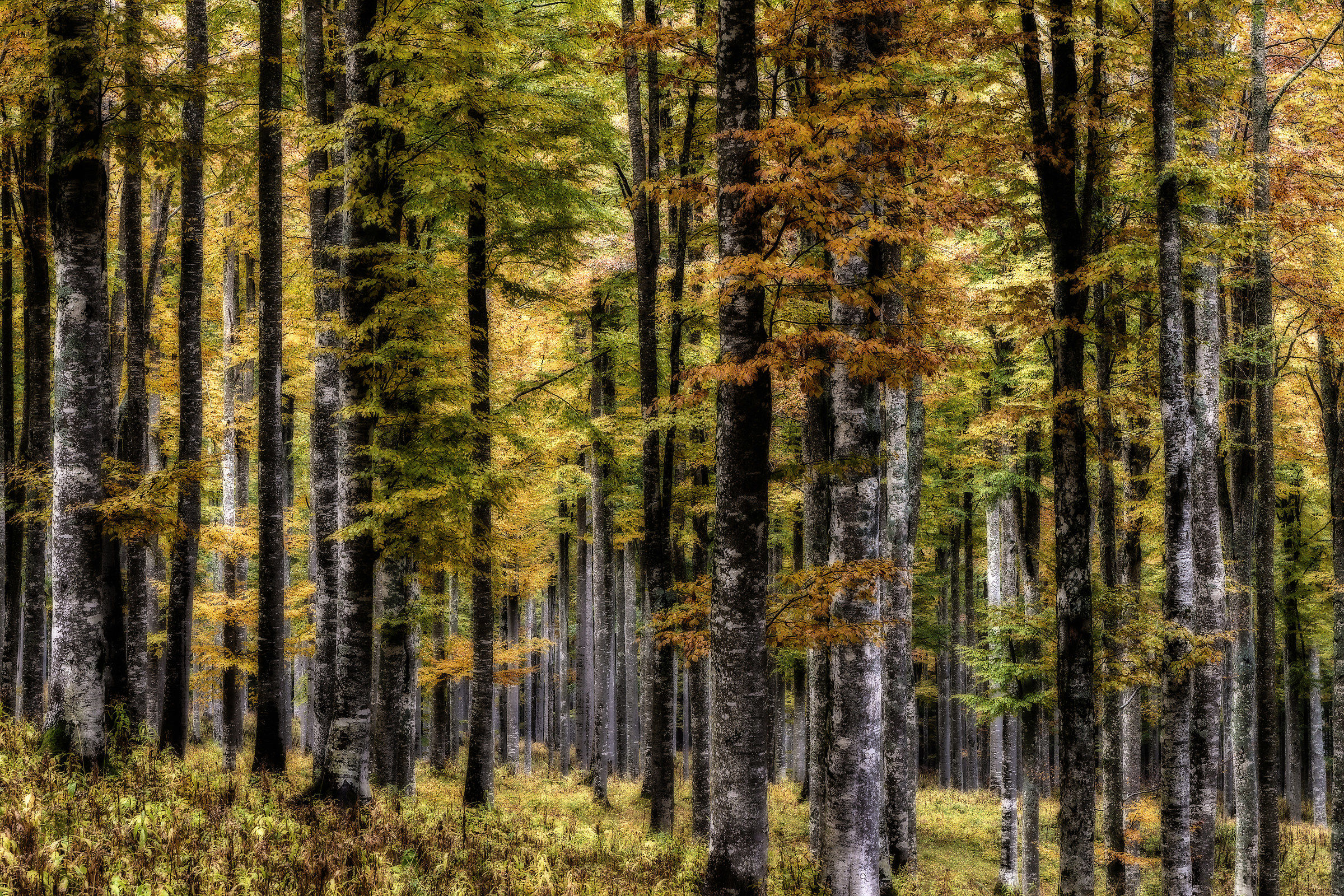 Beech forest of cansiglio