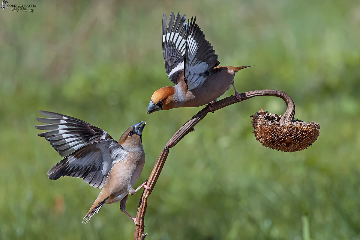 Hawfinches fight ...