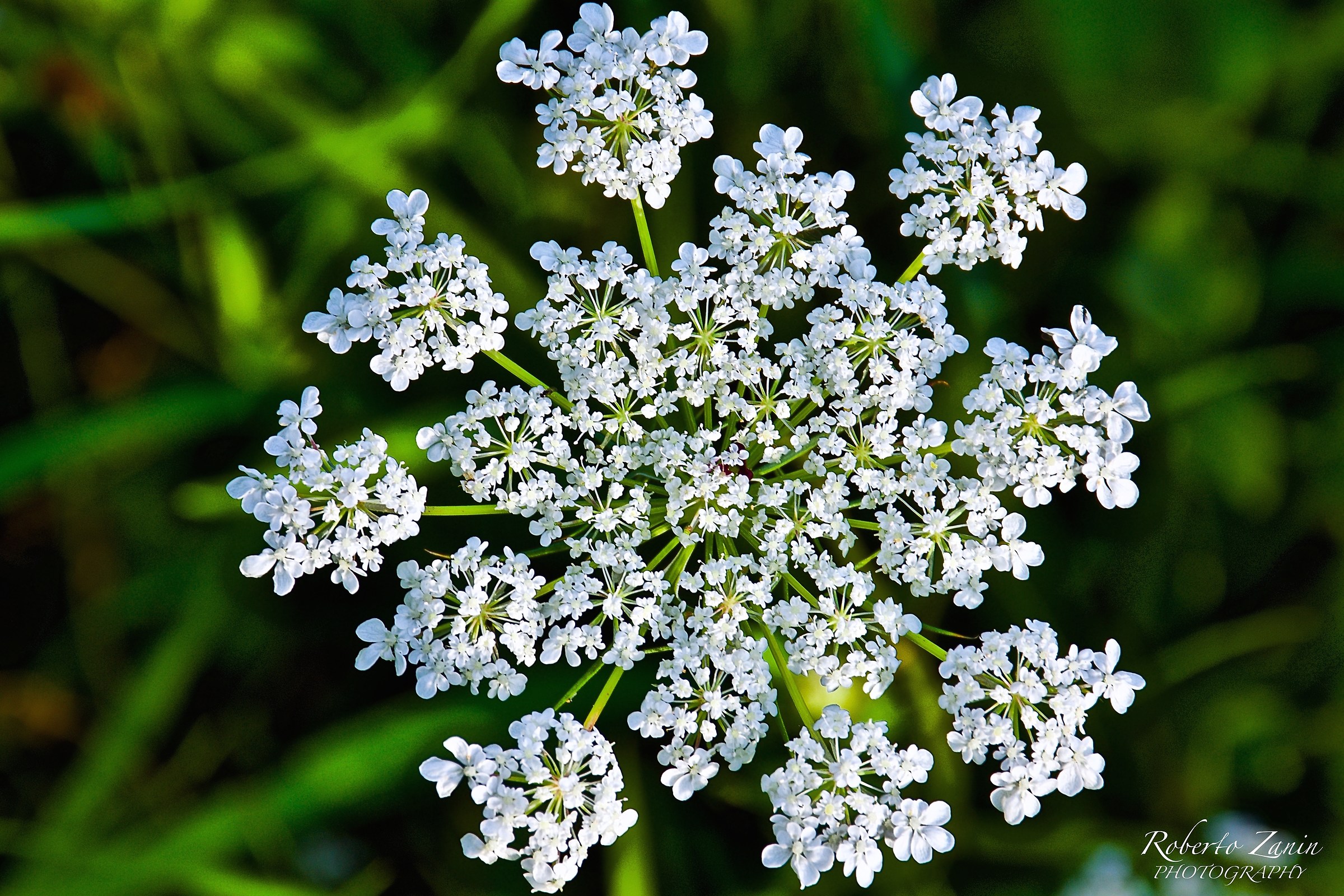 Camminando su sentieri di campagna...