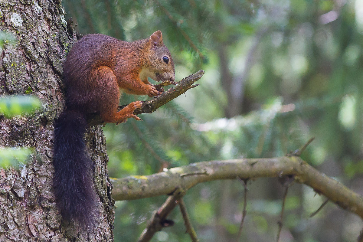 Scoiattolo variabile