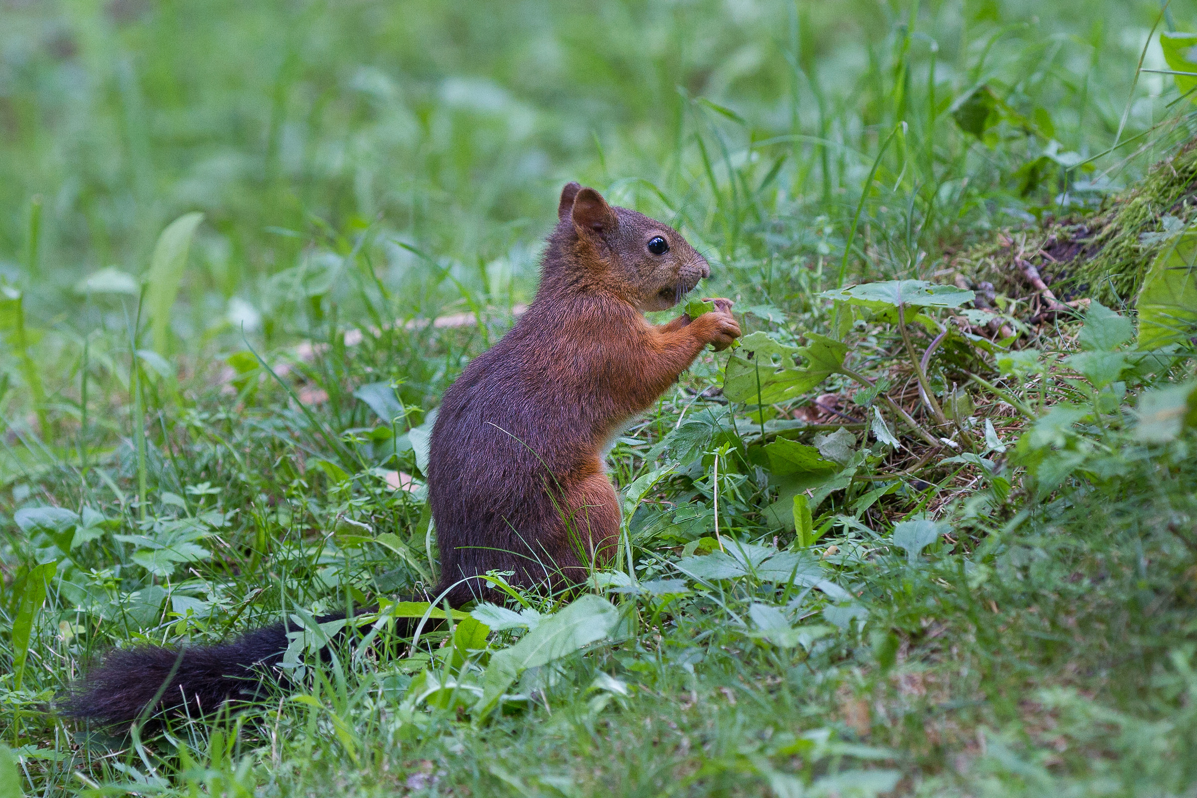 Scoiattolo variabile a zonzo sui prati
