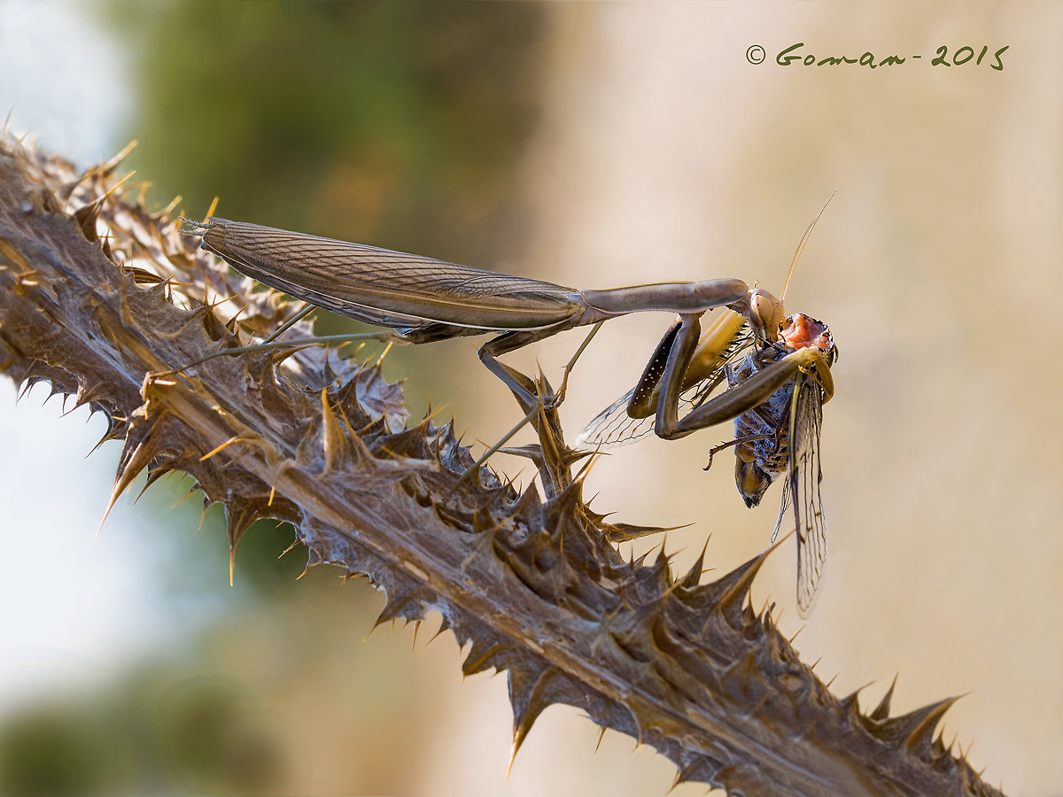 By acclamation Requiem