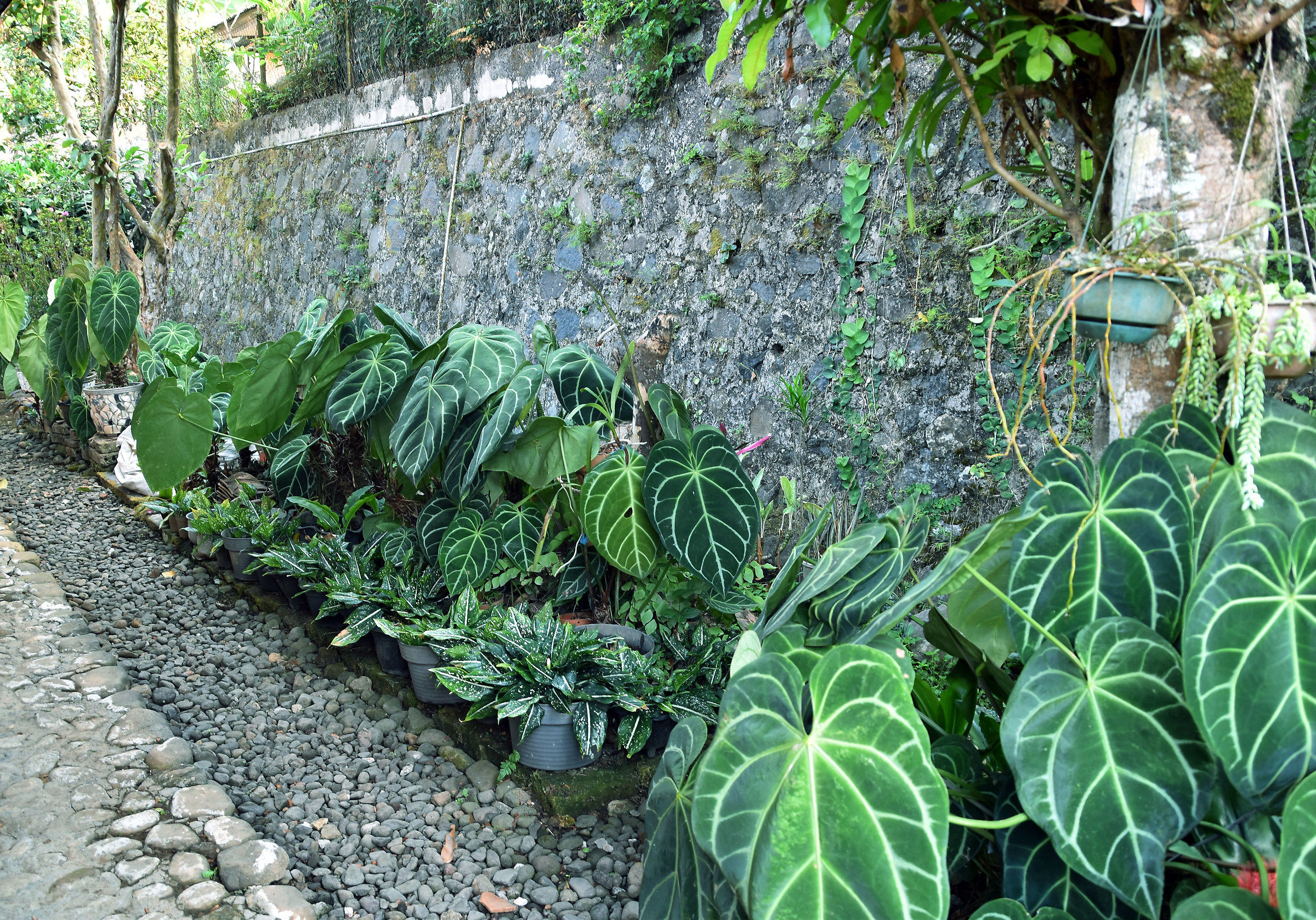Anthurium crystallinum