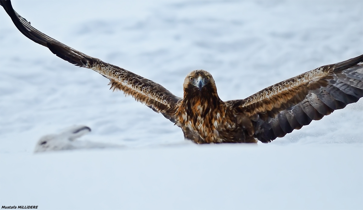 Golden Eagle and Arctic Hare 1 ...