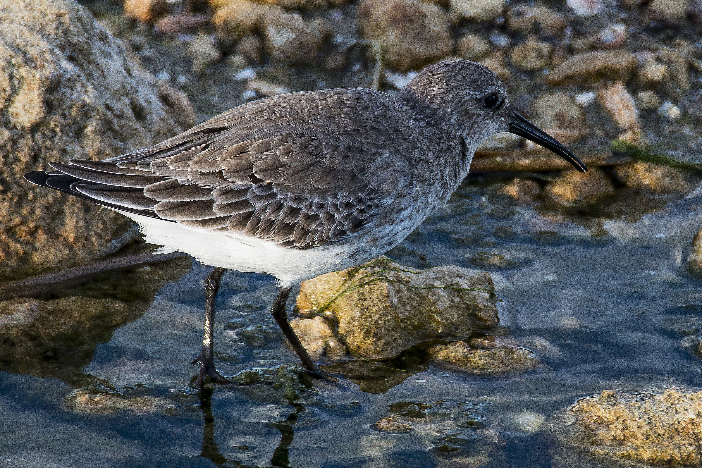 Dunlin Calidris alpina