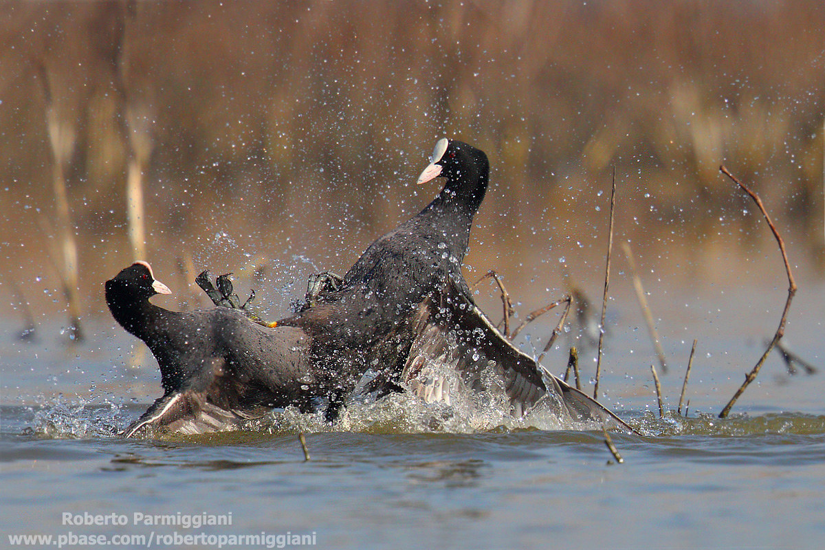 Battaglie acquatiche