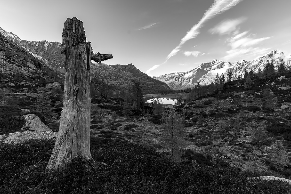 I was once a great and mighty larch