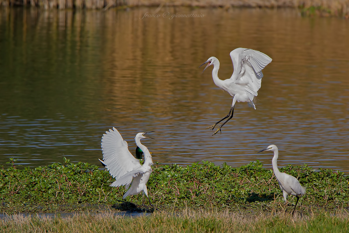 Attack of the Egret.