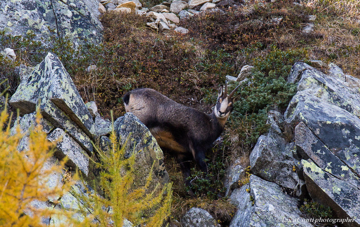 Chamois Rupicapra Rupicapra