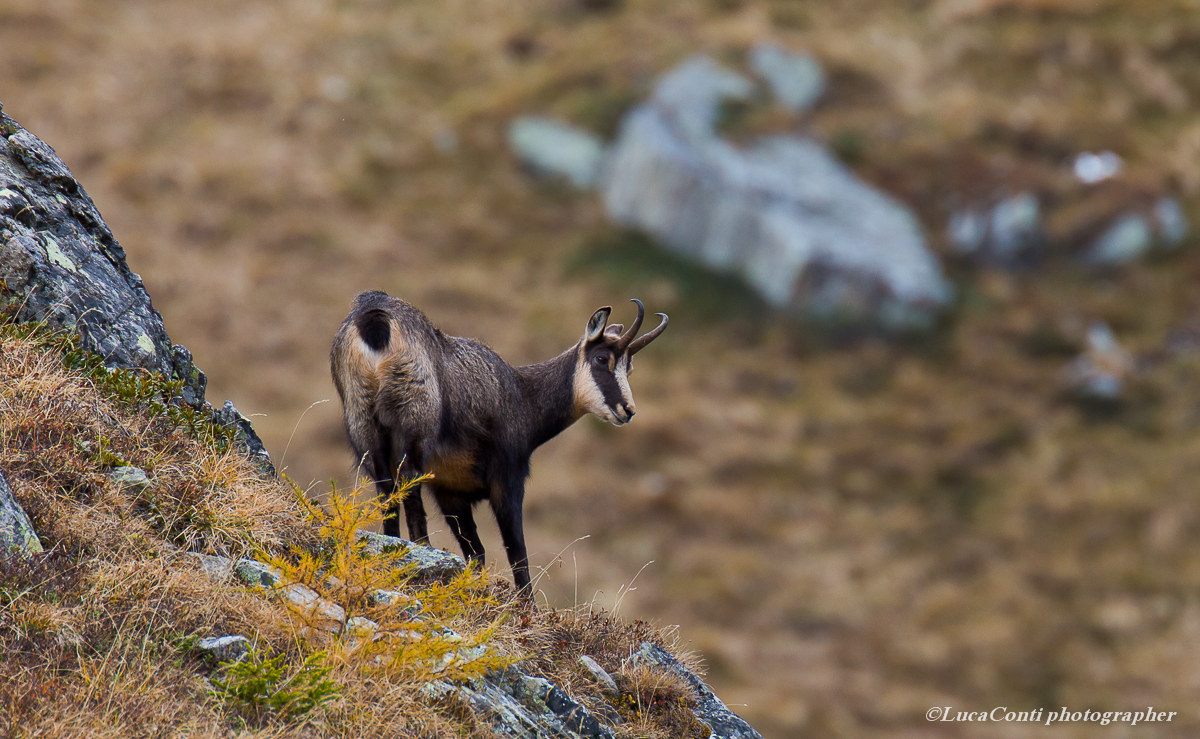 Chamois Rupicapra Rupicapra