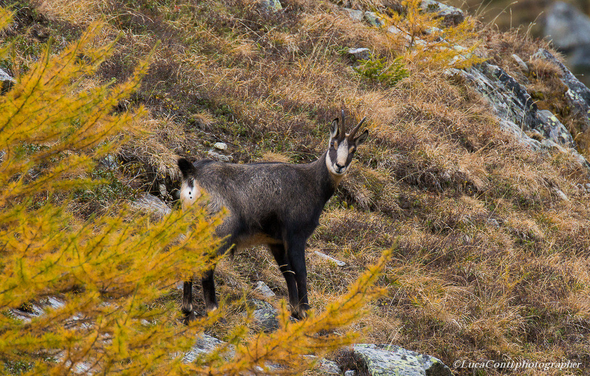 Chamois Rupicapra Rupicapra