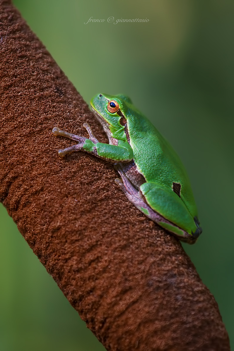 Tree Frog.