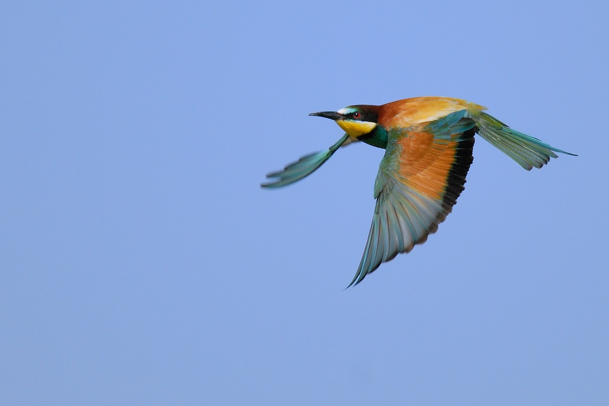 Bee-eater in flight