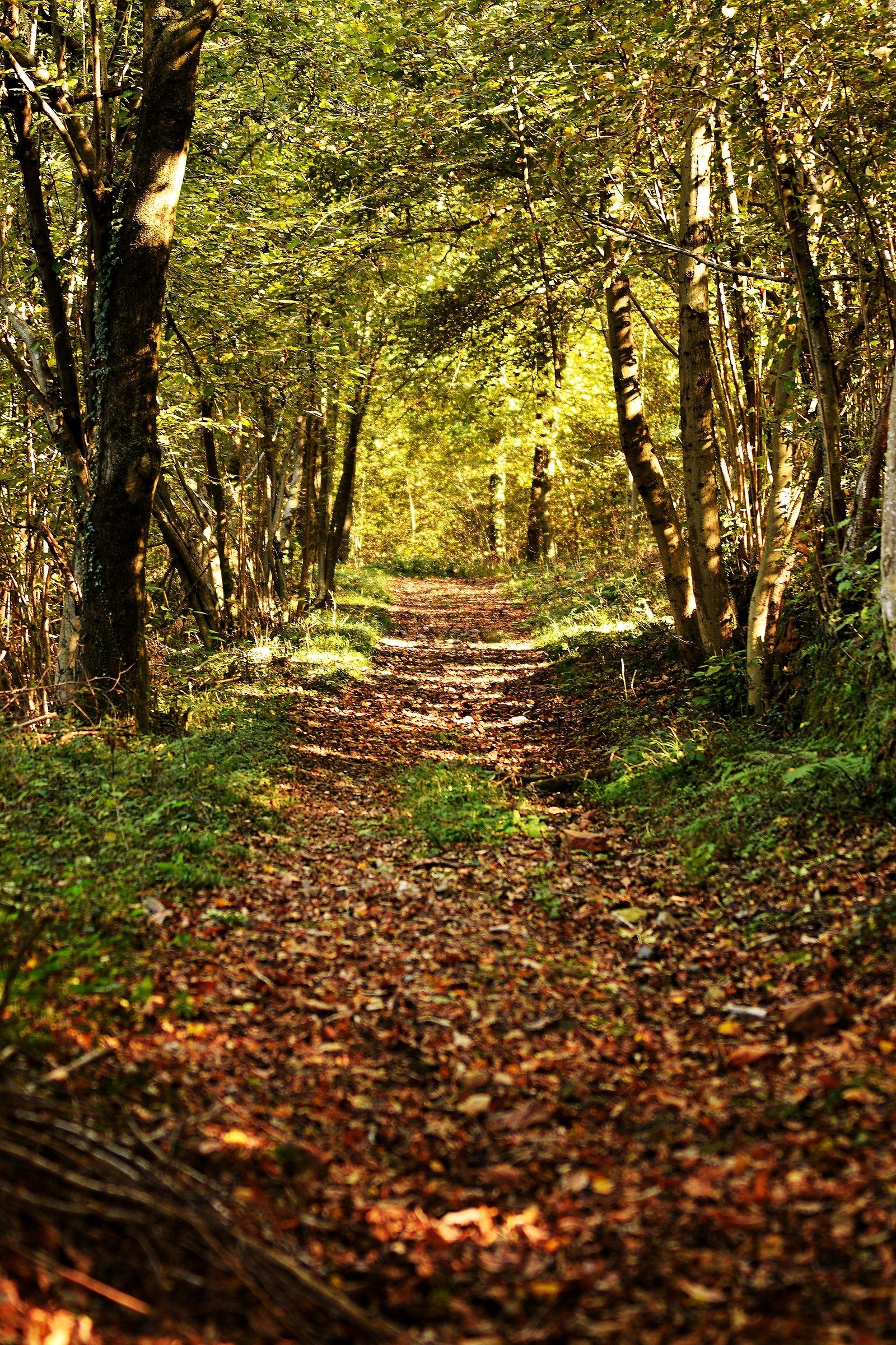 passeggiate d'autunno
