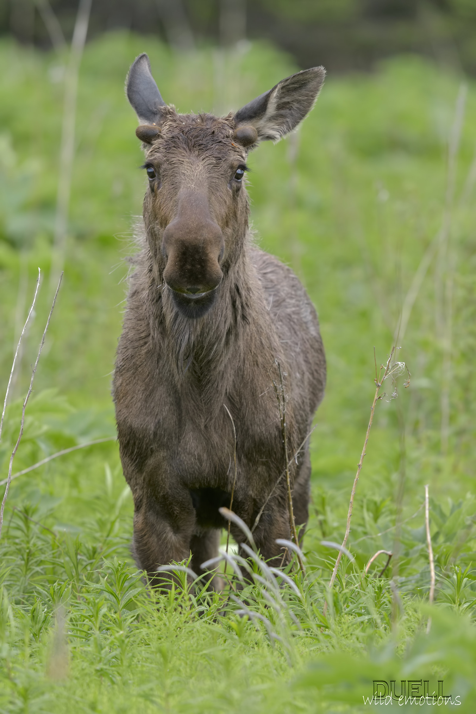 alaskan young moose