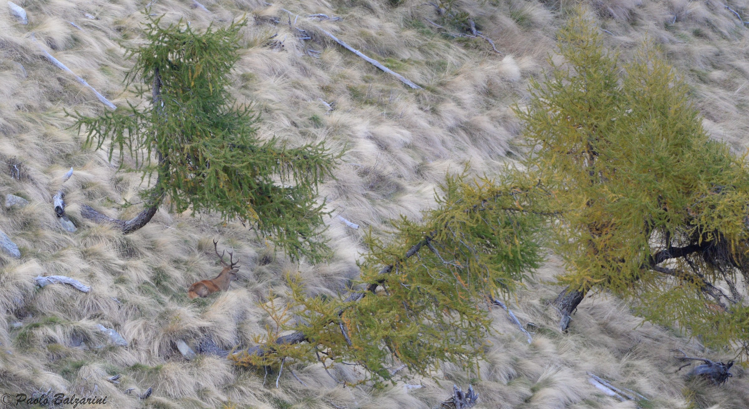 Deer Stelvio National Park