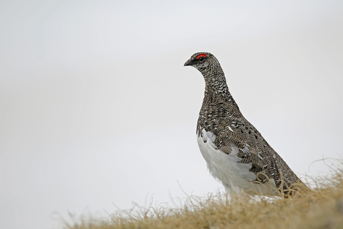 ptarmigan