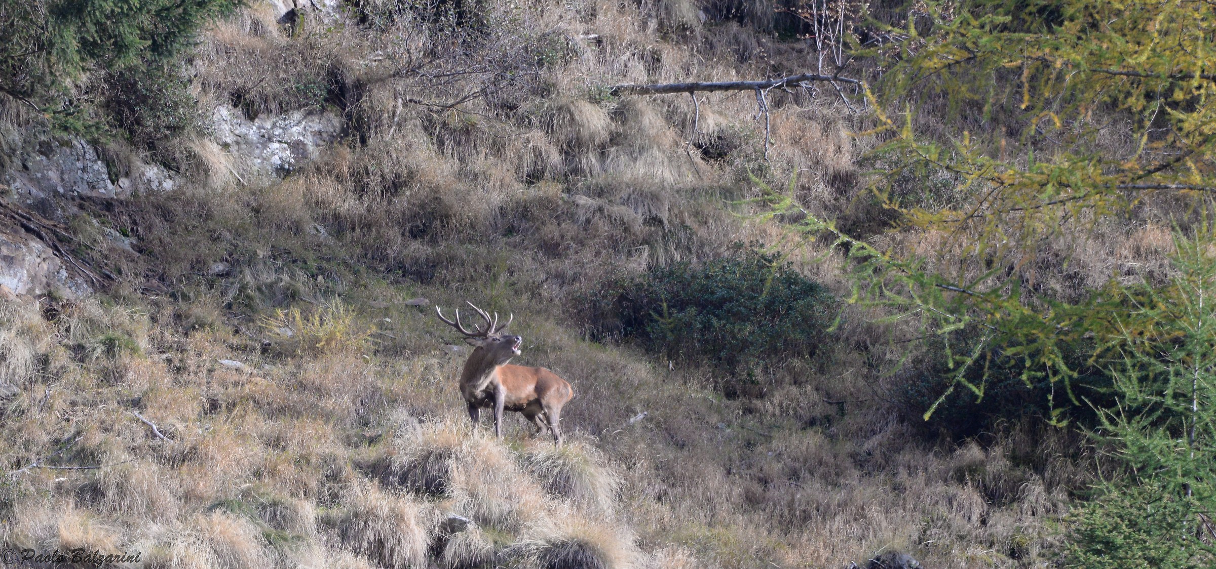 Deer Stelvio National Park