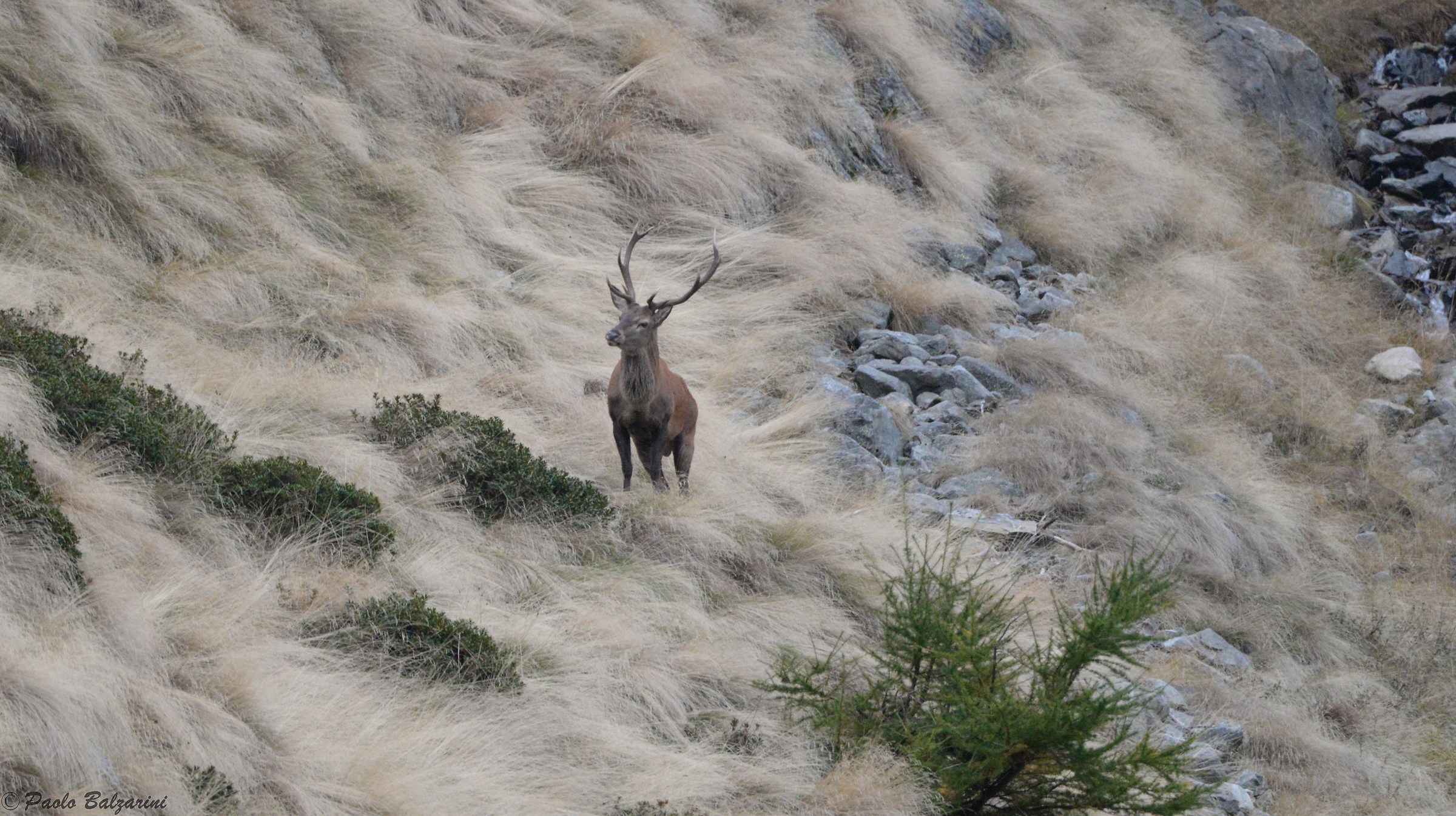 Deer Stelvio National Park