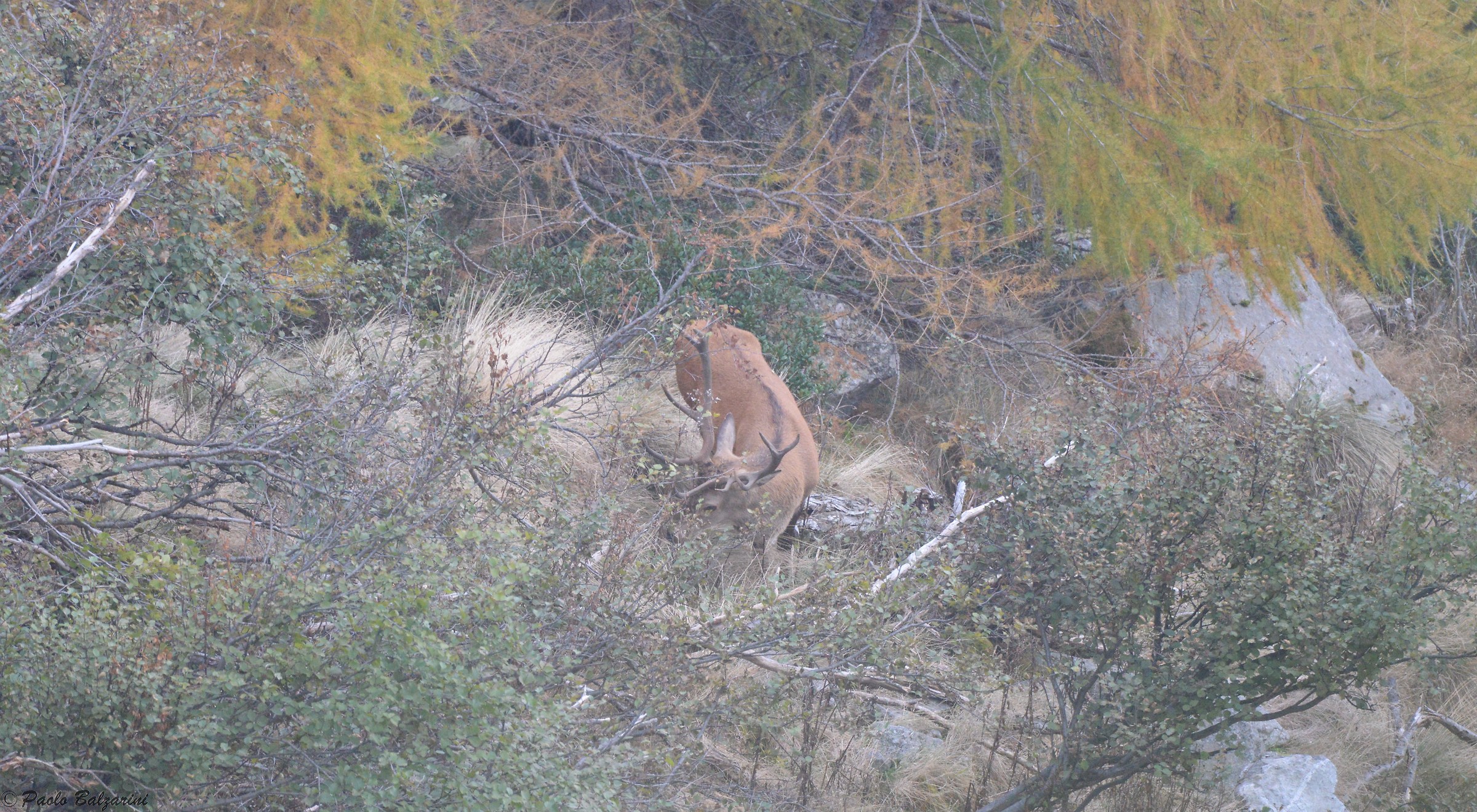 Deer Stelvio National Park