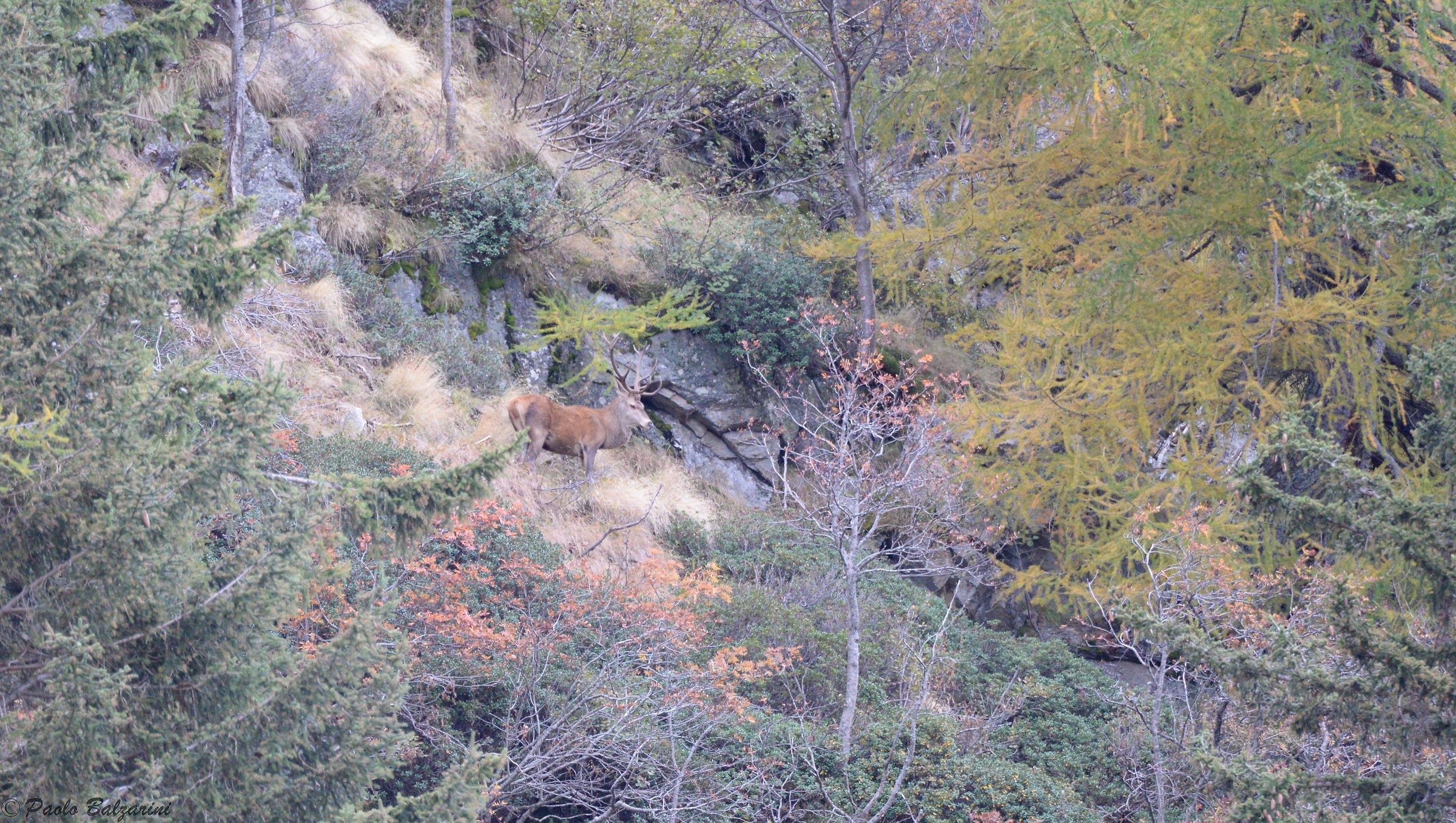 Deer Stelvio National Park