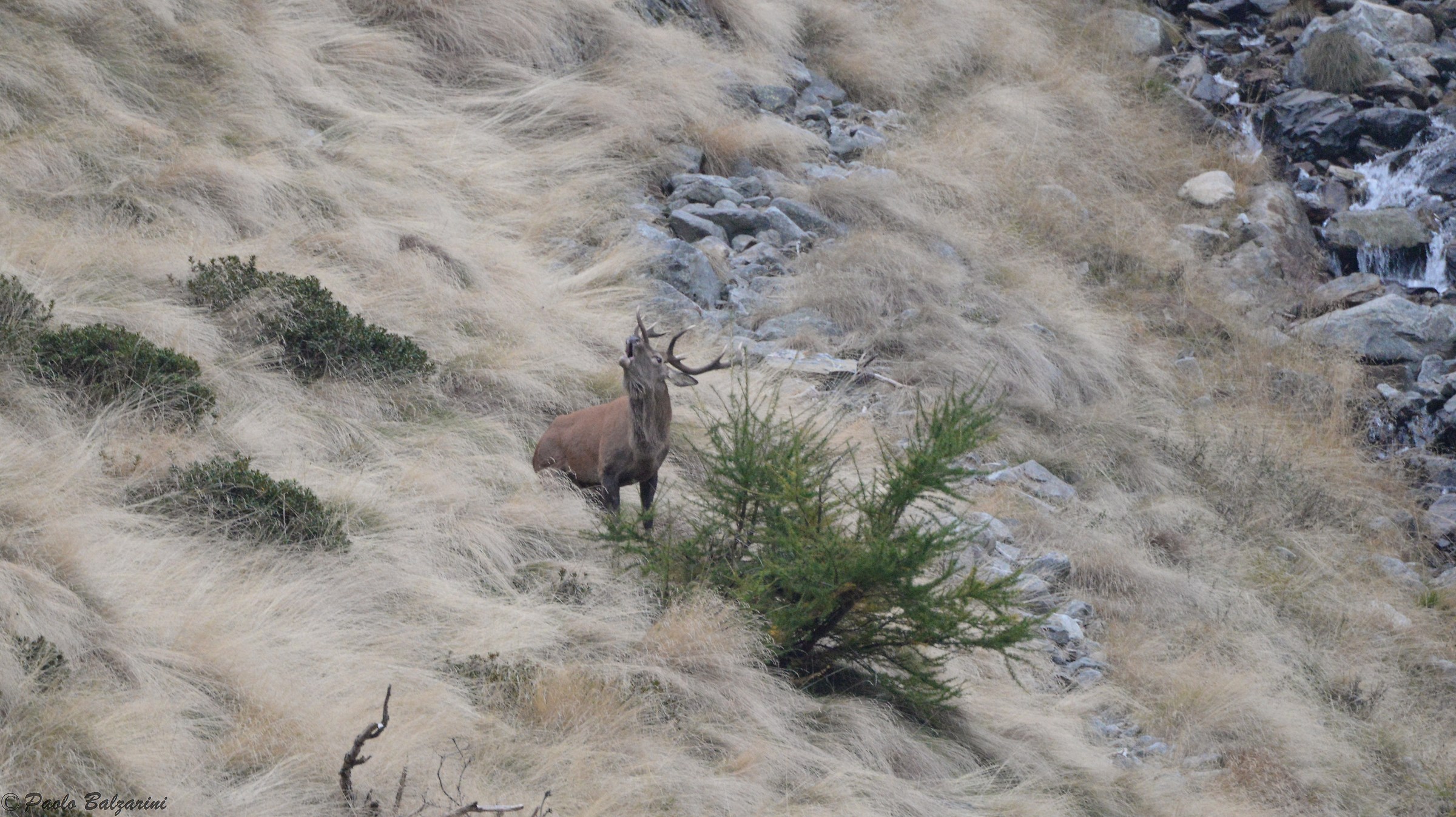 Deer Stelvio National Park