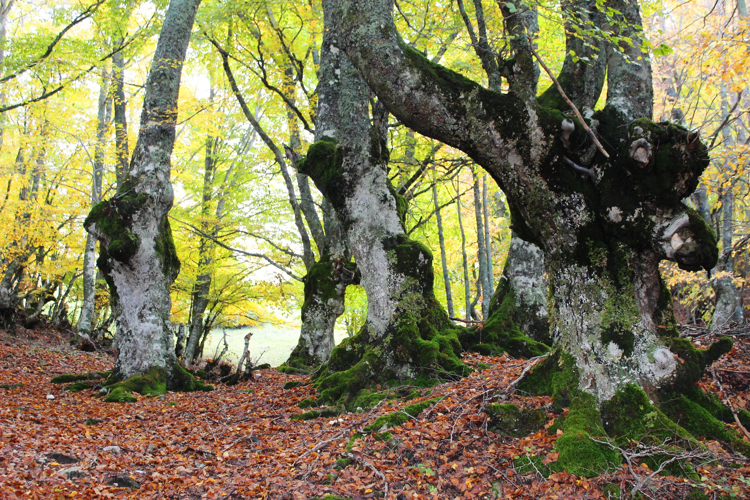Charm and color of the wood