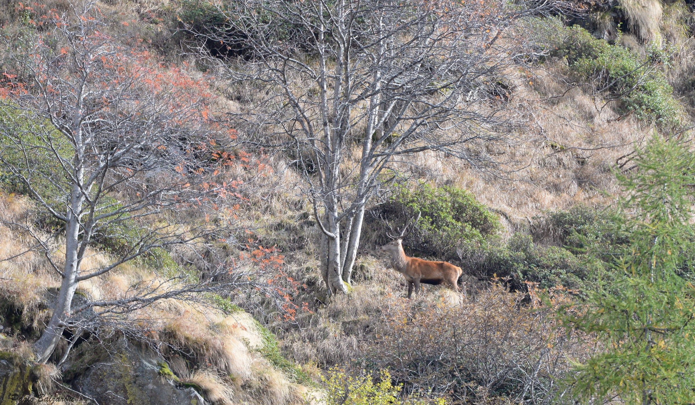 Deer Stelvio National Park