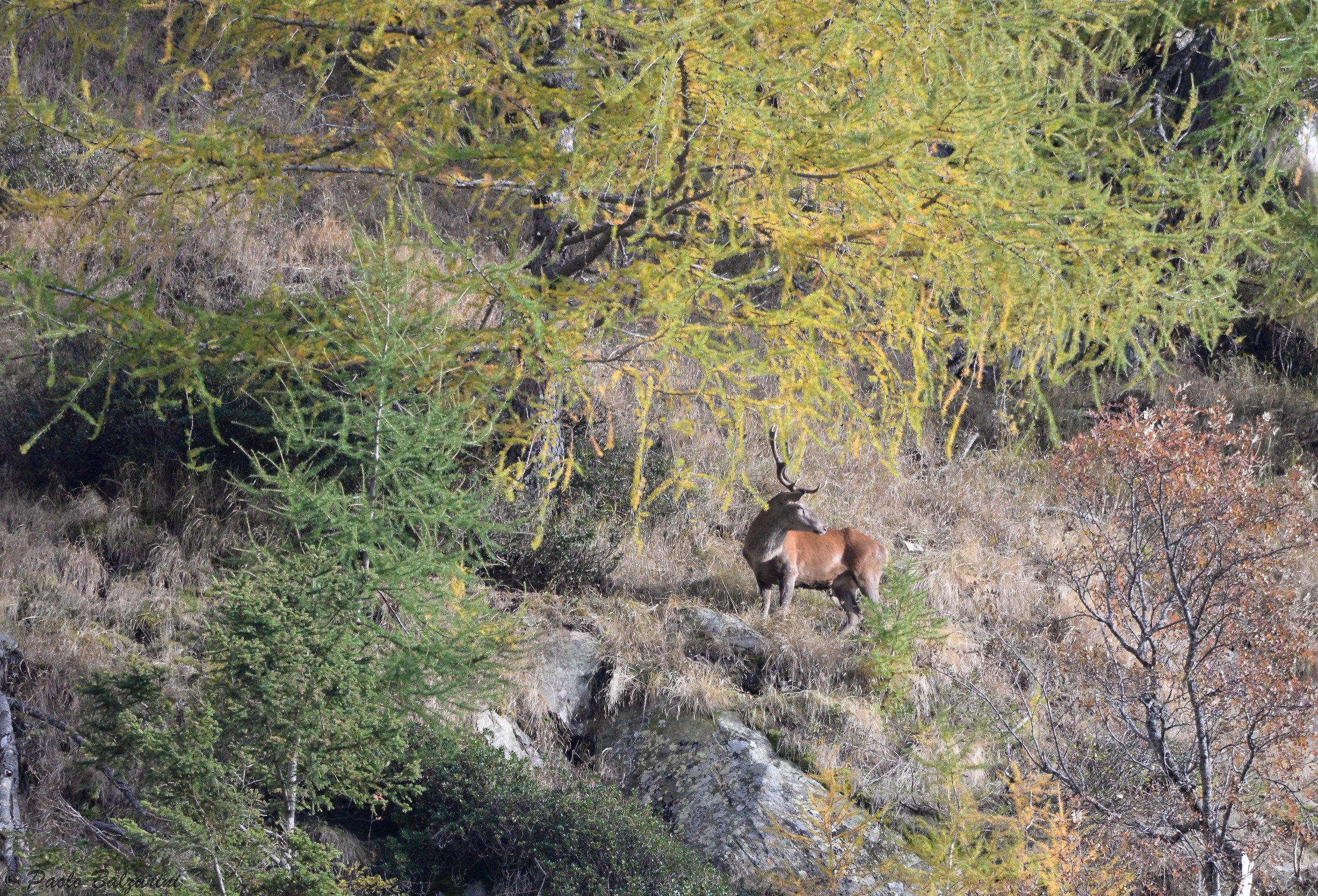 Deer Stelvio National Park