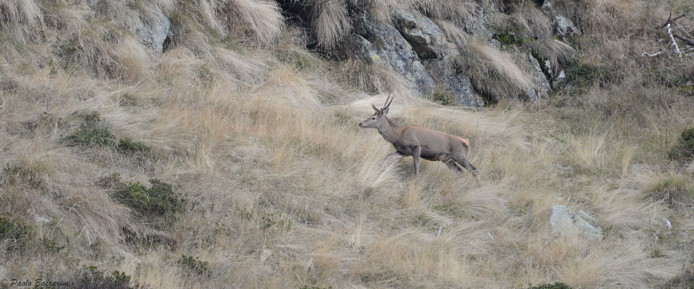 Deer Stelvio National Park