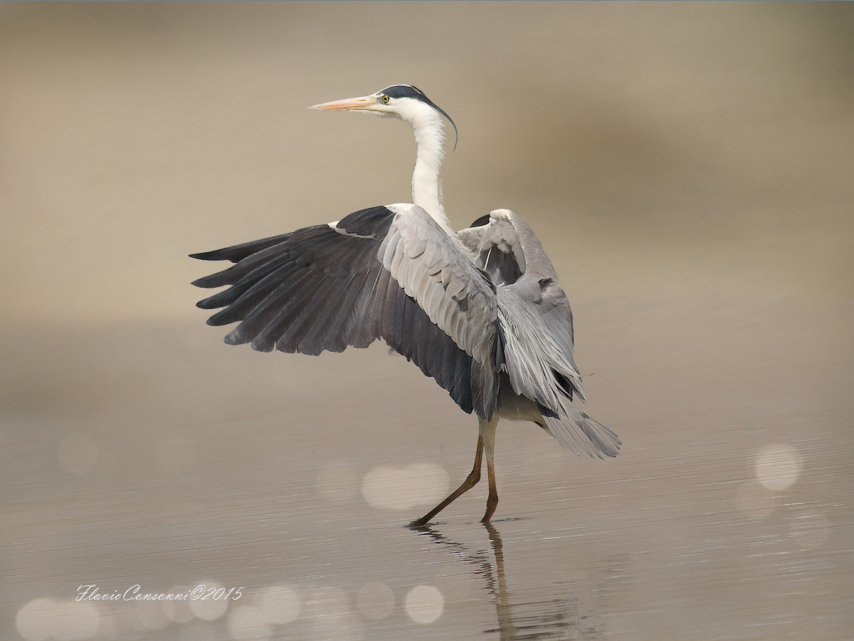 Grey Heron