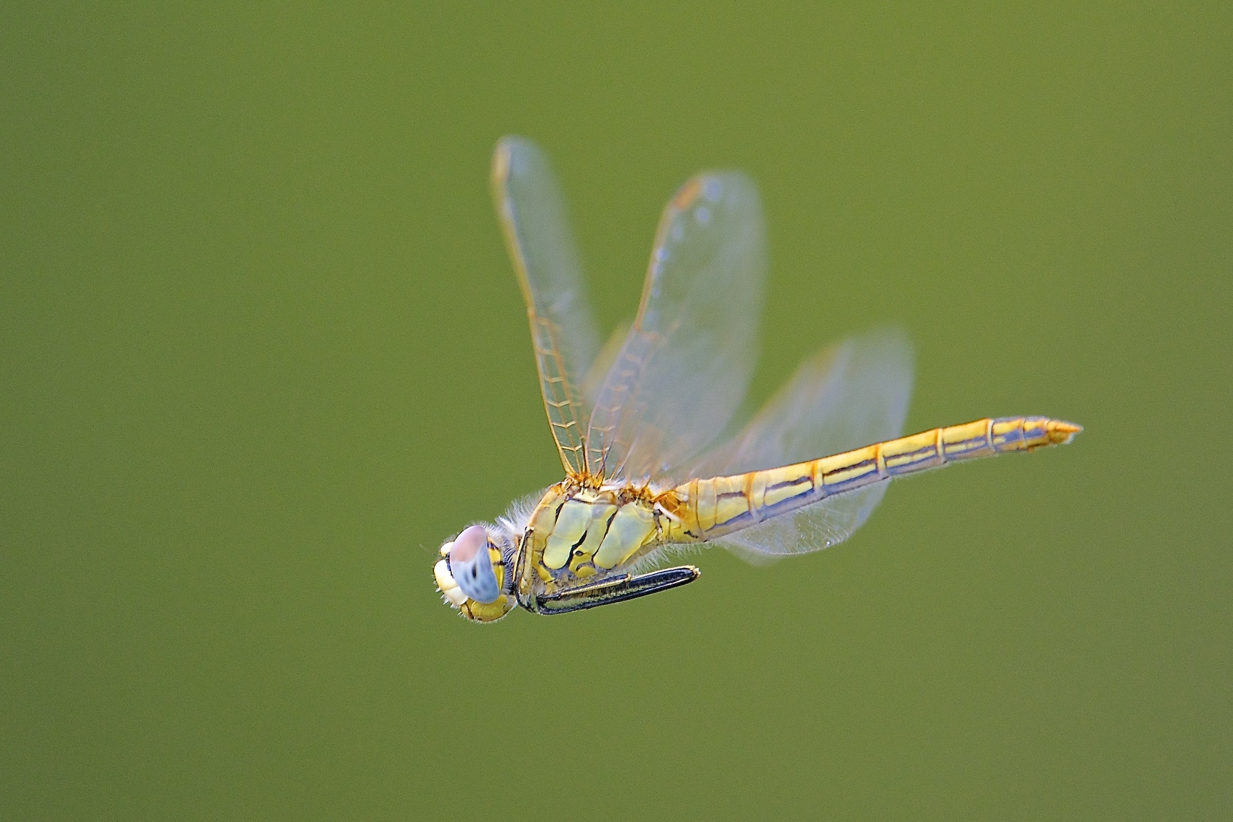 Libellula in volo