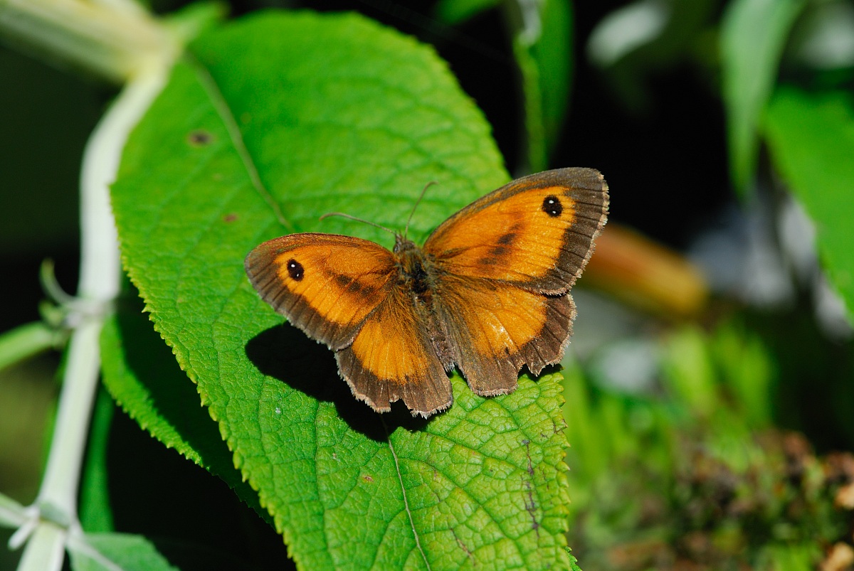 Coenonympha pamphilus