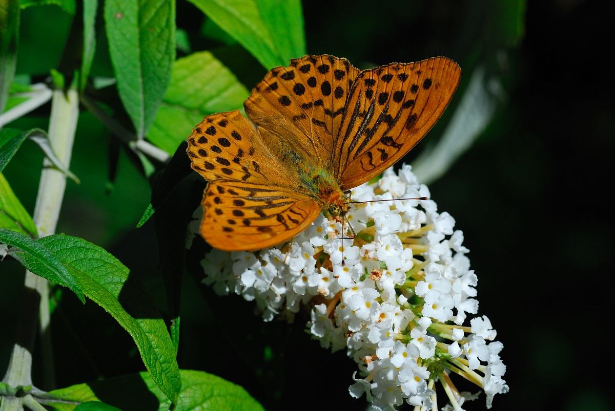 Argynnis paphia