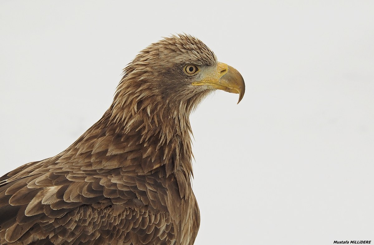 White Tailed Sea Eagle ...