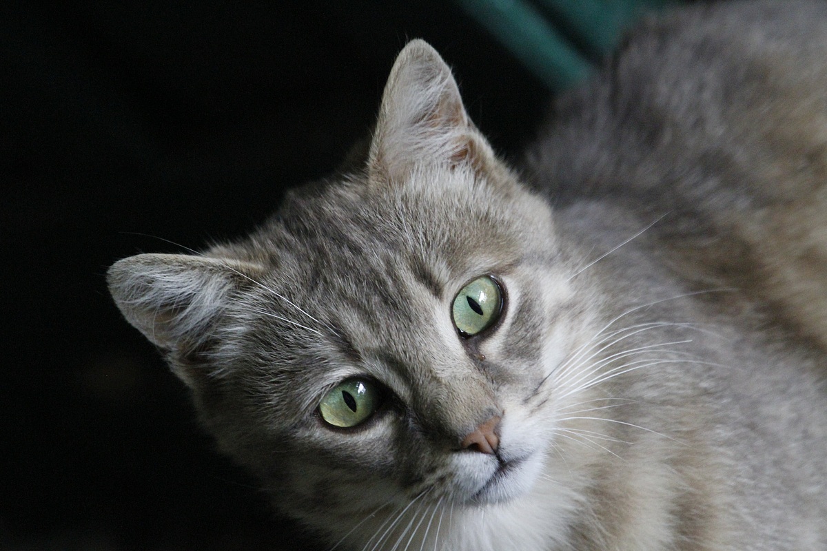 Gatto - senza alcun fotoritocco 4000 ISO