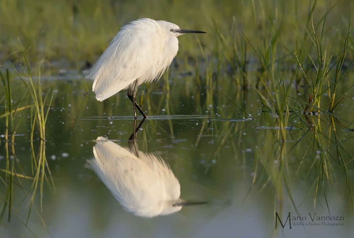 Egret at dawn