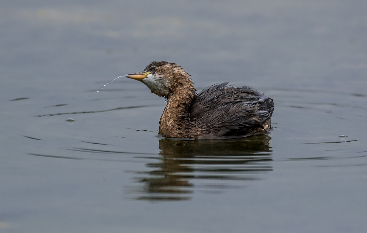 Little Grebe