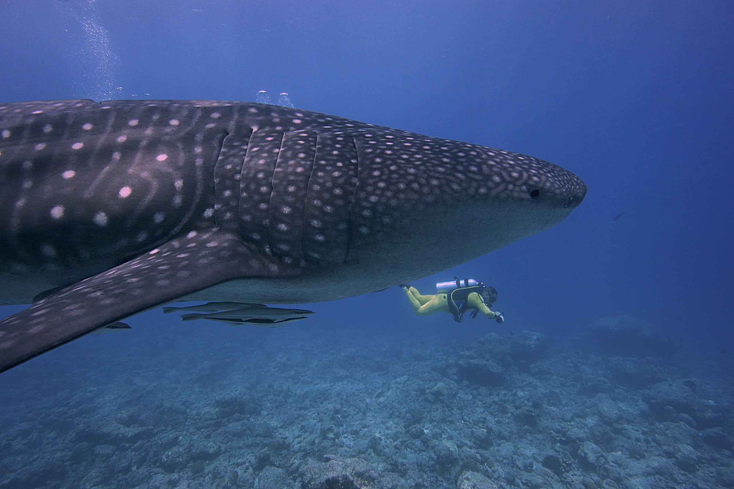 Whale Shark 2