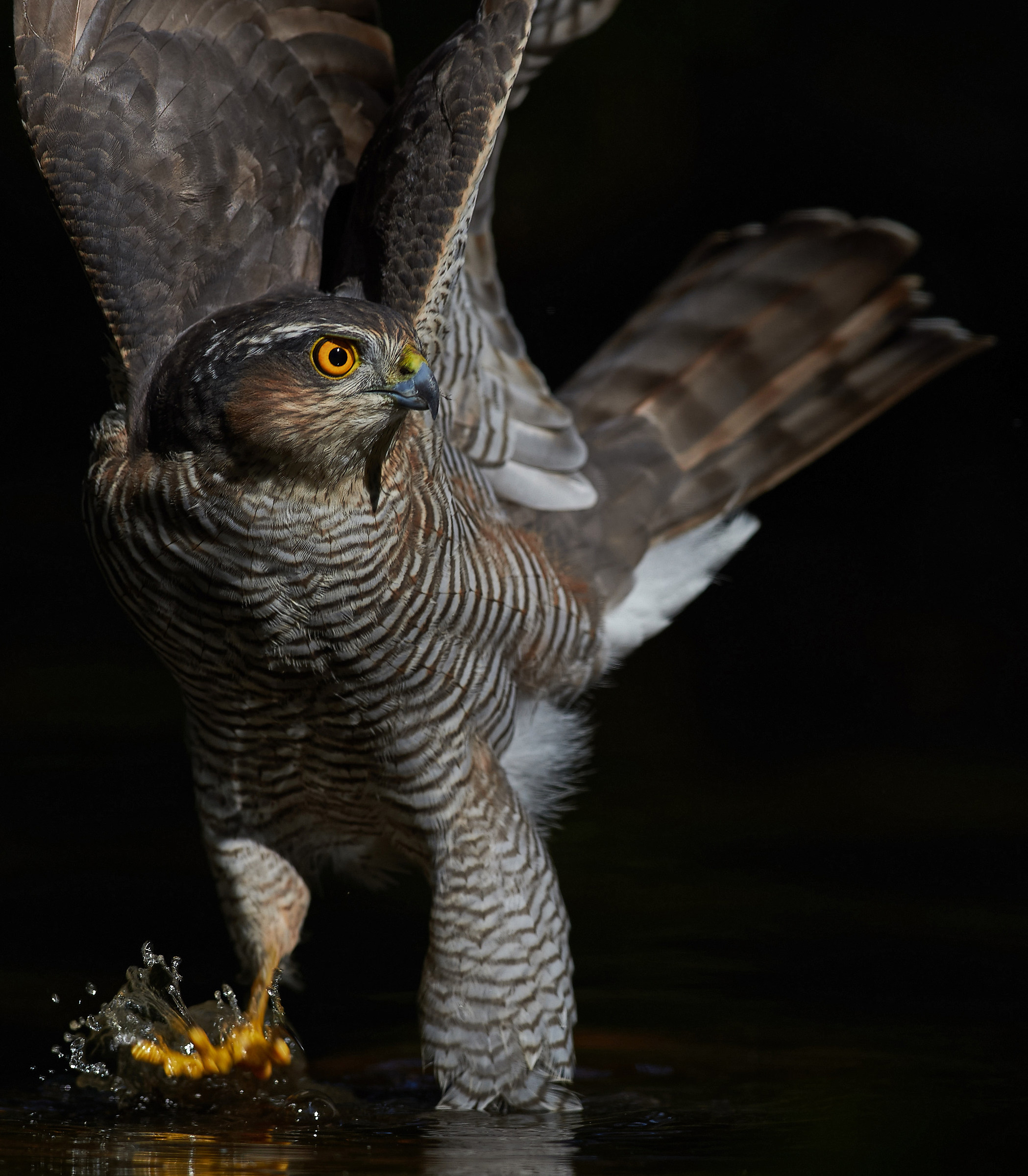 Spirito delle tenebre