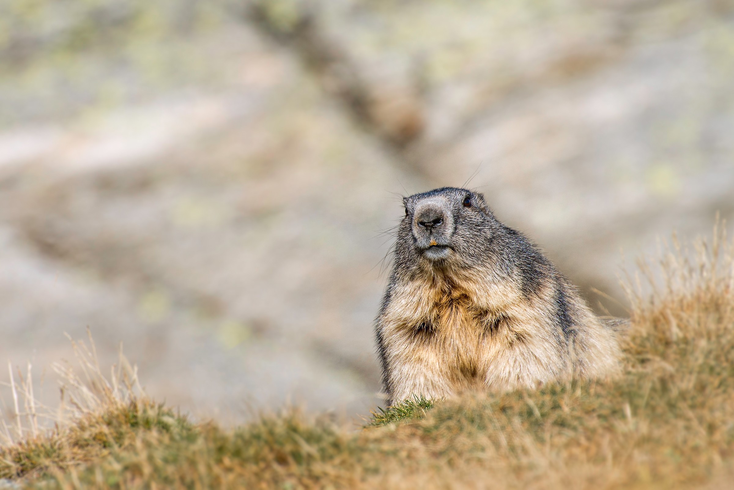 Marmotta