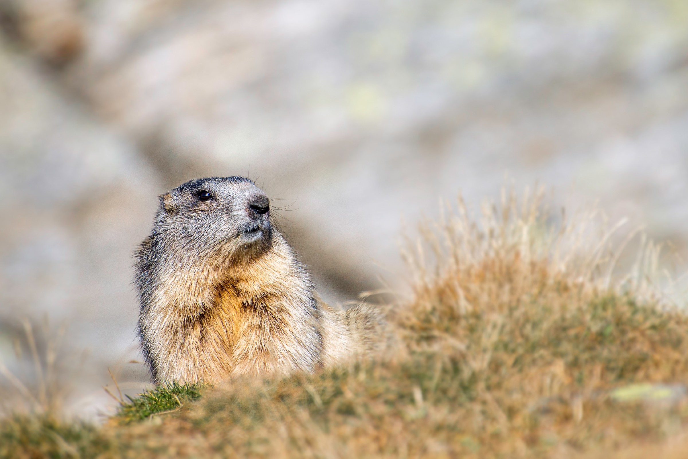 Marmotta